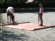 Voorbeeld afbeelding van Workshop, cursus Stal Holistisch Trainen, Kirsten Daamen in Vlagtwedde