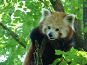 Voorbeeld afbeelding van Dierentuin Dierenpark Wissel  in Epe