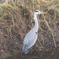 Blauwe Reiger