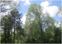 Dauwtrappen_Hilversums_Wasmeer