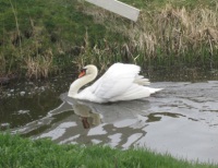 Knobbelzwaan