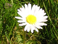 Lente in Nederland