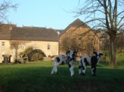 Voorbeeld afbeelding van Bungalow, vakantiehuis Vakantiewoningen De Schapenweide in Wijlre