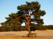 Voorbeeld afbeelding van Bed and Breakfast Bed & Breakfast Soestduinen in Soest