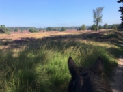 Voorbeeld afbeelding van Ponykamp, ruiterkamp Manege De Spreng in Laag-Soeren