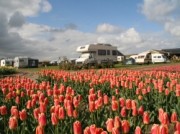 Voorbeeld afbeelding van Kamperen Camping Duinzoomhoeve in Julianadorp aan Zee