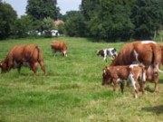 Voorbeeld afbeelding van Kamperen Achter ´t Koeienpad in Linde
