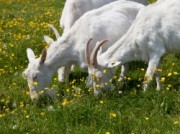 Voorbeeld afbeelding van Huurtent HetBoerenBed De Groene Hoeve in Wijdenes