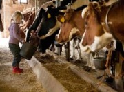Voorbeeld afbeelding van Huurtent HetBoerenBed Hoeve Meijer in Harskamp