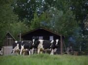 Voorbeeld afbeelding van Huurtent HetBoerenBed Hoeve Waterschap in Echtenerbrug