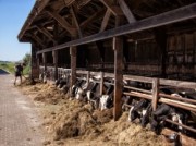 Voorbeeld afbeelding van Huurtent HetBoerenBed De Kalverweide in Kallenkote