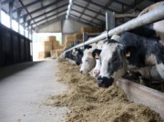 Voorbeeld afbeelding van Huurtent HetBoerenBed De Brabantse Hei in Hooge Mierde