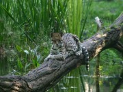 Voorbeeld afbeelding van Dierentuin Aquazoo Friesland in Leeuwarden
