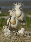Voorbeeld afbeelding van Wandelroute Natuurgebied het Zwanenwater in Callantsoog