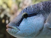Voorbeeld afbeelding van Dierentuin Zeeaquarium Bergen aan Zee in Bergen aan Zee