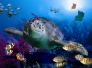 Voorbeeld afbeelding van Dierentuin SEA LIFE Scheveningen in Den Haag