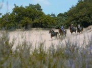 Voorbeeld afbeelding van Paardrijden, Manege, Huifkar Hippisch Centrum de Sprong in Sint Anthonis