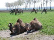 Voorbeeld afbeelding van Groepsactiviteiten Kamelenmelkerij Smits in Berlicum