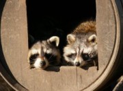 Voorbeeld afbeelding van Dierentuin Kasteelpark Born in Born