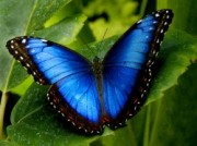 Voorbeeld afbeelding van Dierentuin Vlindertuin Vlindorado in Waarland