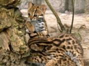 Voorbeeld afbeelding van Dierentuin Dierenpark Taman Indonesia in Kallenkote