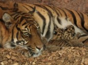 Voorbeeld afbeelding van Dierentuin Diergaarde Blijdorp in Rotterdam