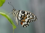 Voorbeeld afbeelding van Dierentuin De Passiflorahoeve in Harskamp