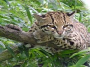 Voorbeeld afbeelding van Dierentuin Dierenpark De Oliemeulen in Tilburg
