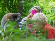Voorbeeld afbeelding van Dierentuin Dierenpark Apenheul in Apeldoorn