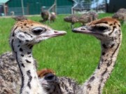 Voorbeeld afbeelding van Dierentuin Struisvogelboerderij Monnikenwerve in Sluis