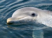 Voorbeeld afbeelding van Dierentuin Dolfinarium in Harderwijk