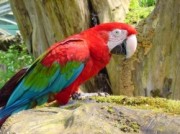 Voorbeeld afbeelding van Dierentuin Zoo Veldhoven in Veldhoven