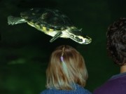 Voorbeeld afbeelding van Dierentuin Schildpadden Centrum in Alphen aan den Rijn