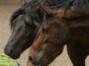Voorbeeld afbeelding van Paardrijden, Manege, Huifkar Stal ’t Reelaer in Raalte