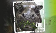 Voorbeeld afbeelding van Dierentuin GaiaZOO in Kerkrade