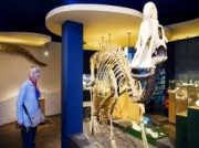 Voorbeeld afbeelding van Museum, Galerie, Tentoonstelling Natuurhistorisch Museum Maastricht in Maastricht