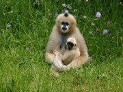 Voorbeeld afbeelding van Dierentuin Zoo Parc Overloon in Overloon