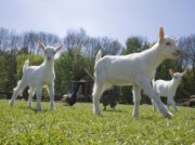 Voorbeeld afbeelding van Kinderboerderij, Boerderij bezoek Geitenboerderij Ridammerhoeve in Amstelveen