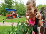 Voorbeeld afbeelding van Groepsactiviteiten Fluwel's Tulpenland in Sint Maartensvlotbrug