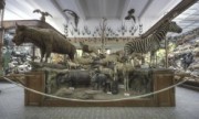 Voorbeeld afbeelding van Museum, Galerie, Tentoonstelling Missiemuseum Steyl in Steyl