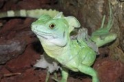 Voorbeeld afbeelding van Dierentuin Reptielenhuis De Aarde in Breda