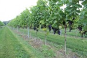 Voorbeeld afbeelding van Wijngaard, wijnproeverij Fruit en Wijngaard Ol Diek in Nieuwolda