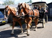 Voorbeeld afbeelding van Paardrijden, Manege, Huifkar Stal Vonk in Giessenburg