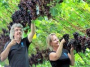 Voorbeeld afbeelding van Bezienswaardigheid Druivenkwekerij Nieuw Tuinzight in Den Hoorn ZH