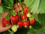 Voorbeeld afbeelding van Tuinen, Kunsttuinen Zelfpluktuin Van Reeuwijk Fruit & Flowers in Abbenes