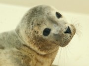 Voorbeeld afbeelding van Dierentuin A Seal Zeehondenopvang in Stellendam