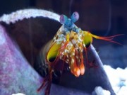 Voorbeeld afbeelding van Dierentuin Aquazoo Leerdam in Leerdam
