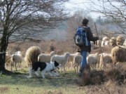 Voorbeeld afbeelding van Bezienswaardigheid Schaapskooi Ermelo/Bezoekerscentrum in Ermelo