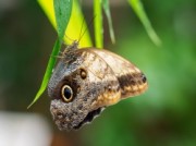 Voorbeeld afbeelding van Dierentuin Klein Costa Rica Tropische Vlindertuin in Someren