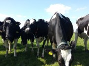 Voorbeeld afbeelding van Groepsactiviteiten Melk-Drive & Excursieboerderij in Genderen